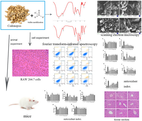 Antioxidant activities of sulfated Codonopsis polysaccharides in acute oxidative stress