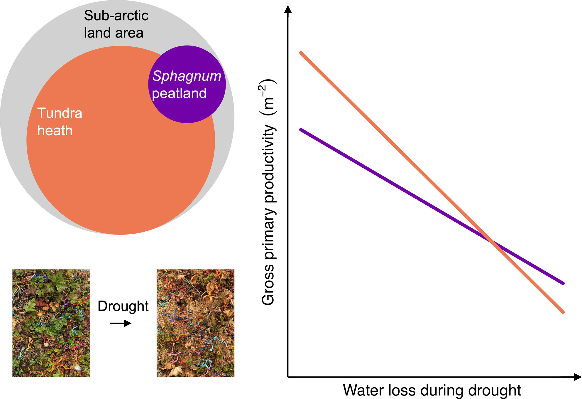 Stronger Drought Response of CO2 Fluxes in Tundra Heath Compared to Sphagnum Peatland in the Sub-Arctic