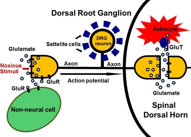 High-affinity glutamate transporters in chronic pain: an emerging therapeutic target