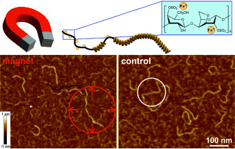 Magnetic Control of Macromolecular Conformations in Supramolecular Anionic Polysaccharide–Iron Complexes