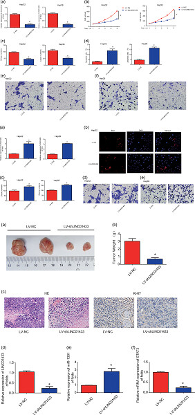 LINC01433 promotes hepatocellular carcinoma progression via modulating the miR-1301/STAT3 axis