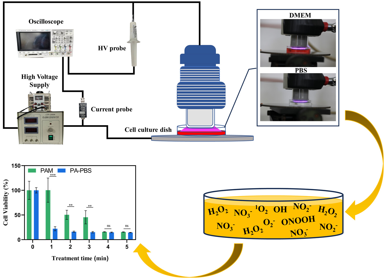 Study on the anticancer effect and mechanism of action of reactive species in plasma-activated solution against colorectal cancer cells