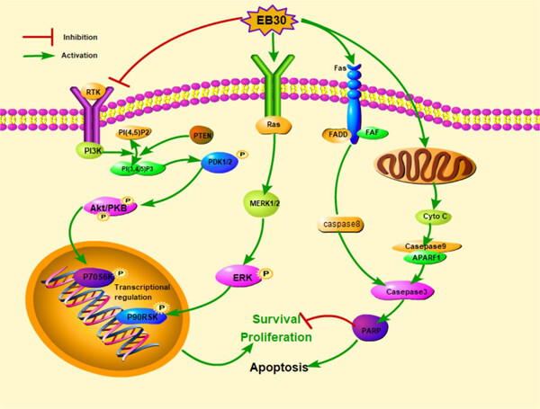 1,7-Bis(4-hydroxyphenyl)-1,4-heptadien-3-one induces lung cancer cell apoptosis via the PI3K/Akt and ERK1/2 pathways