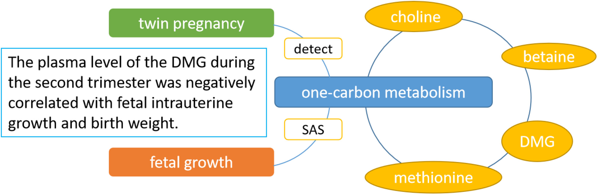 Relationship between one-carbon metabolism and fetal growth in twins: A cohort study