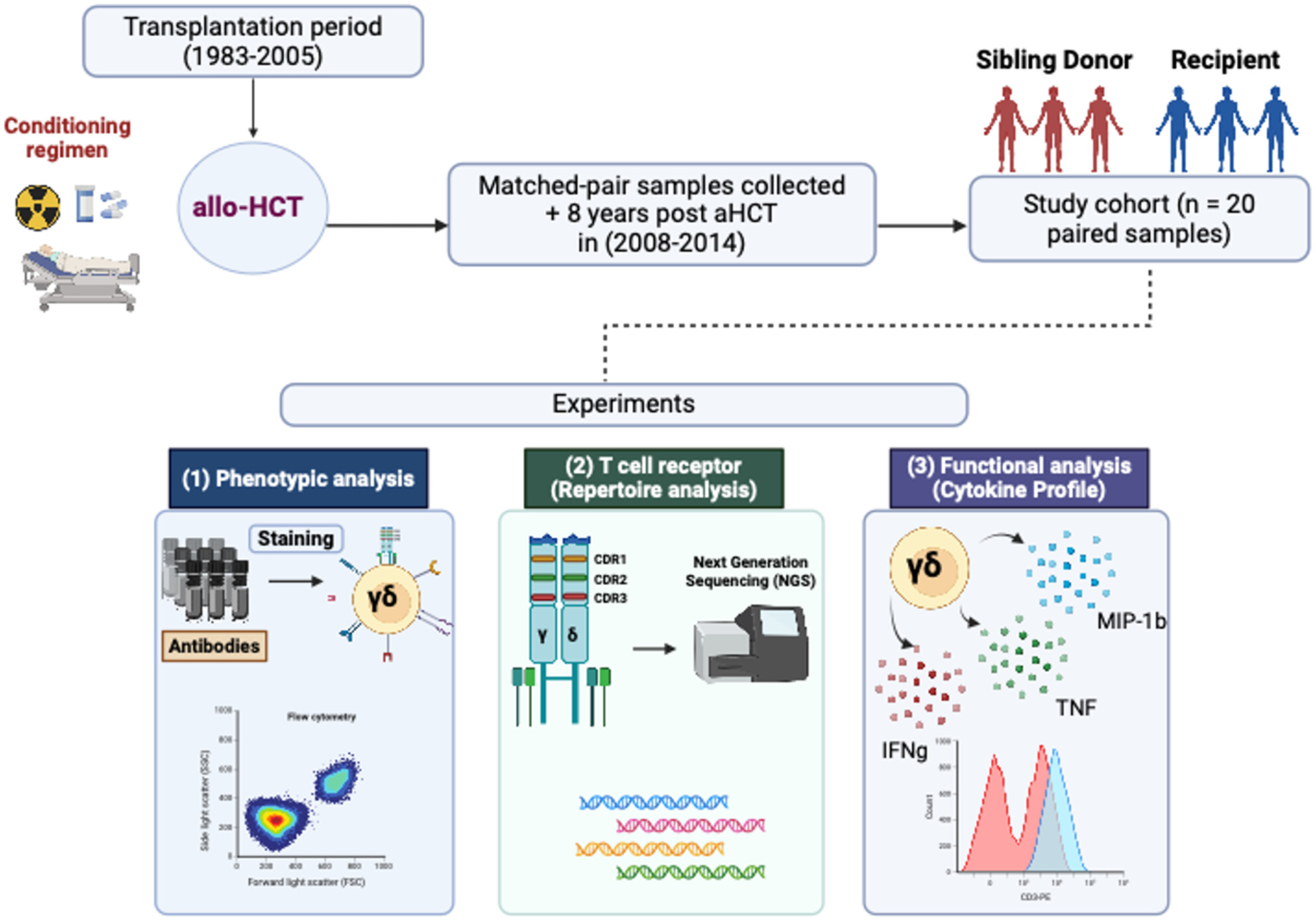 γδ T cell characterisation in the long term after haematopoietic stem cell transplantation and its impact on CMV control and cGVHD severity