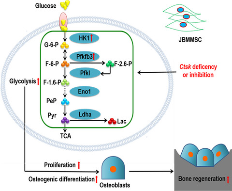 Cathepsin K deficiency promotes alveolar bone regeneration by promoting jaw bone marrow mesenchymal stem cells proliferation and differentiation via glycolysis pathway