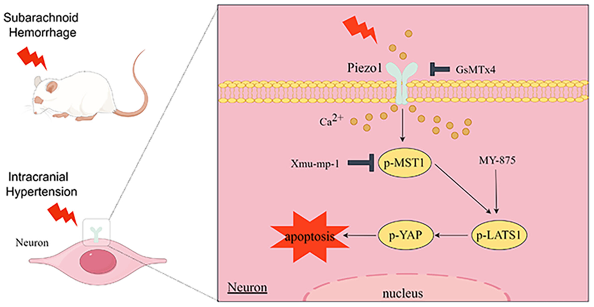 Activation of Piezo1 by intracranial hypertension induced neuronal apoptosis via activating hippo pathway