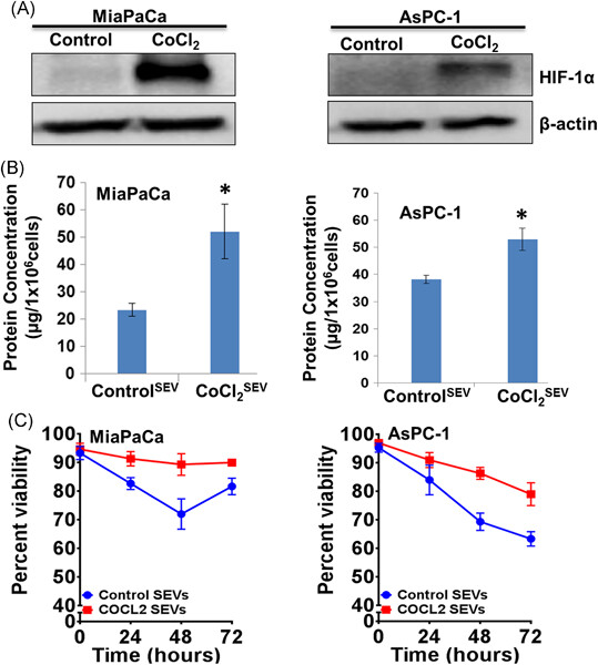 Hypoxia alters the release and size distribution of extracellular vesicles in pancreatic cancer cells to support their adaptive survival