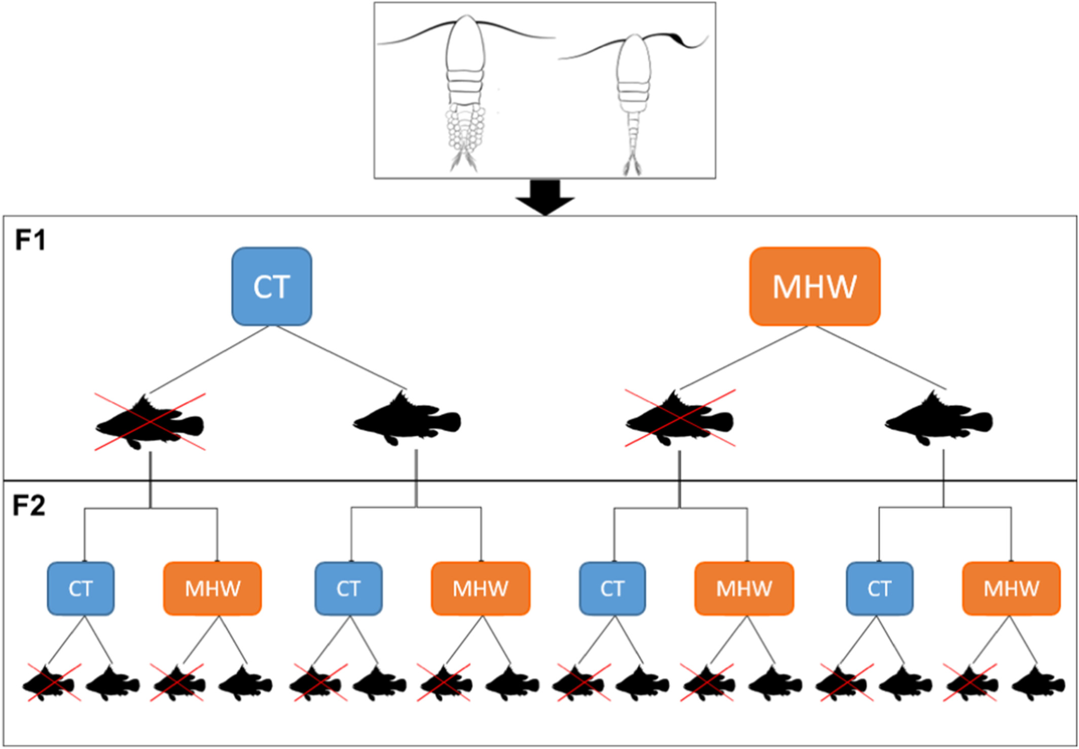 Transgenerational exposure to marine heatwaves ameliorates the lethal effect on tropical copepods regardless of predation stress