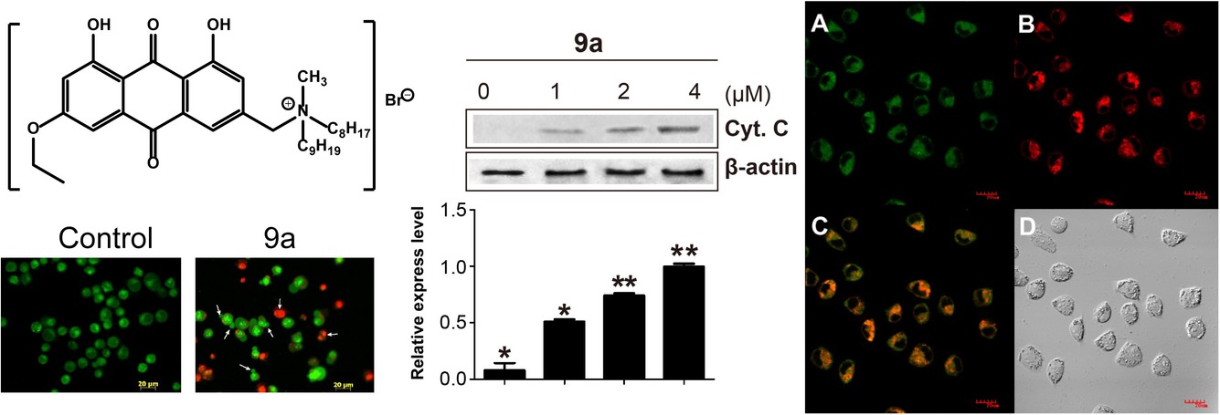 Synthesis, Characterization, and Anticancer Activity of Novel Lipophilic Emodin Cationic Derivatives