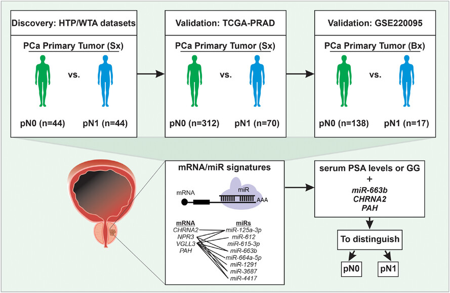 Transcriptomic miRNA and mRNA signatures in primary prostate cancer that are associated with lymph-node invasion