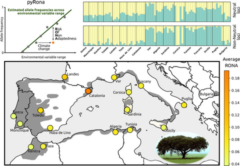 New insights into adaptation and population structure of cork oak using genotyping by sequencing