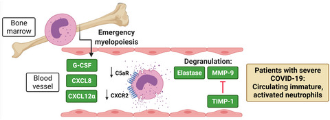 Kinetics of peripheral blood neutrophils in severe coronavirus disease 2019