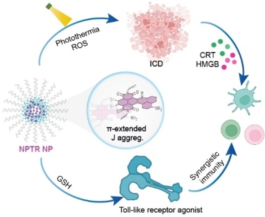 Activable Nano-Immunomodulator Assembled from π-Extended Naphthalenediimide for Precision Photothermal Immunotherapy