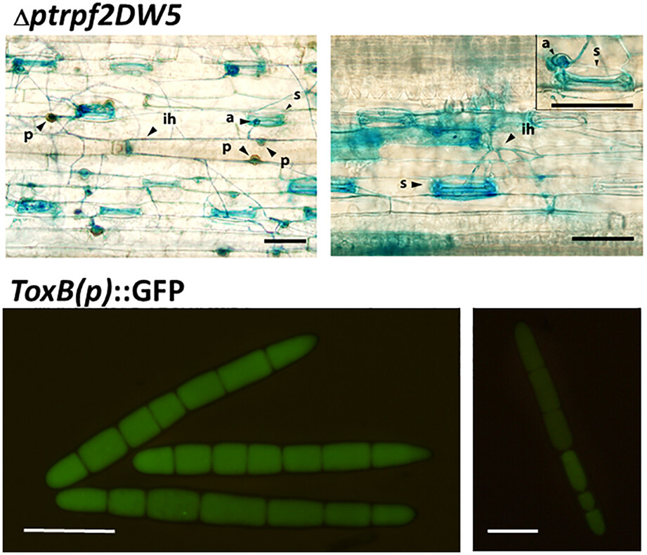 Profiling the Pyrenophora tritici-repentis secretome: The Pf2 transcription factor regulates the secretion of the effector proteins ToxA and ToxB