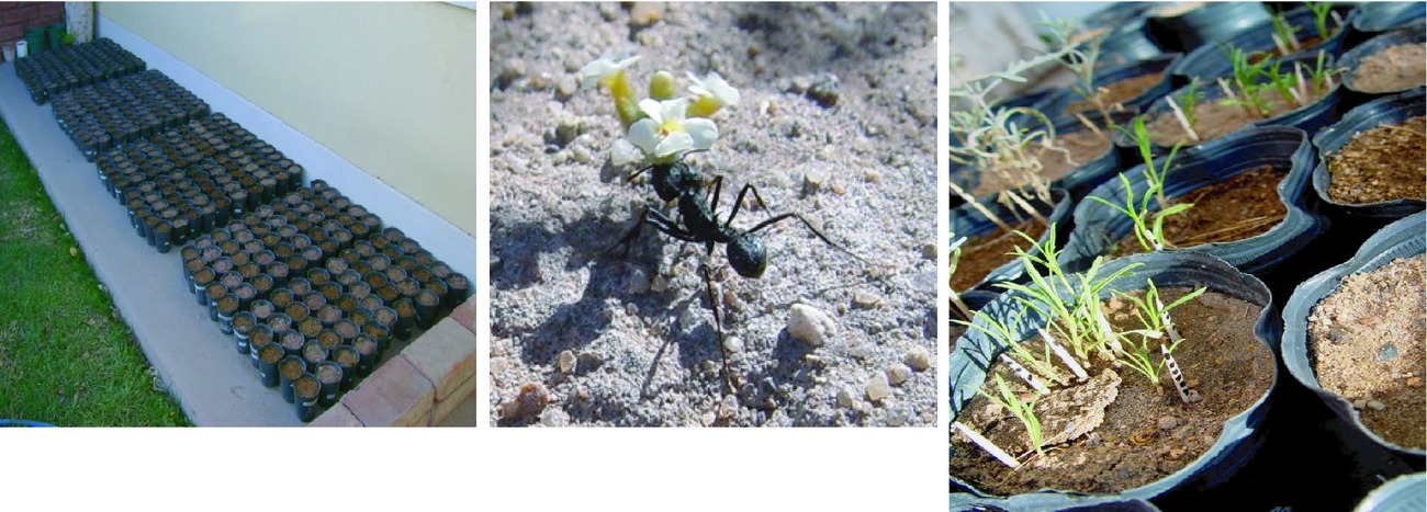 Effects of leaf-cutting ant refuse on native plant performance under two levels of grazing intensity in the Monte Desert of Argentina