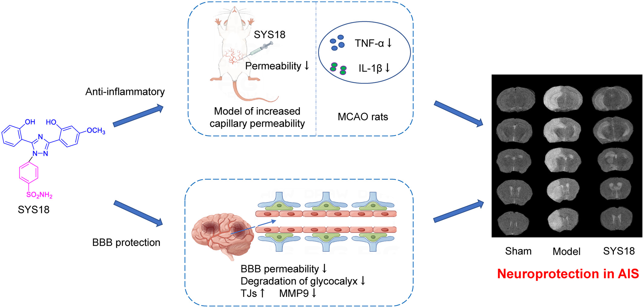 The Neuroprotection of 1,2,4-Triazole Derivative by Inhibiting Inflammation and Protecting BBB Integrity in Acute Ischemic Stroke