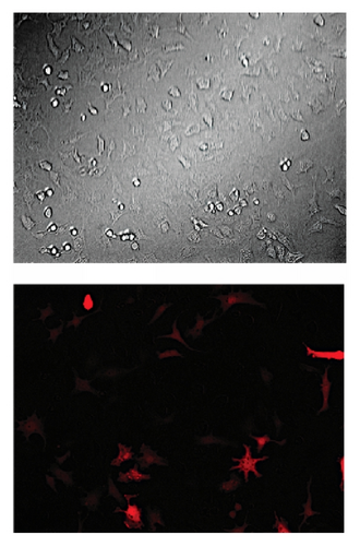 Details are in the caption following the image