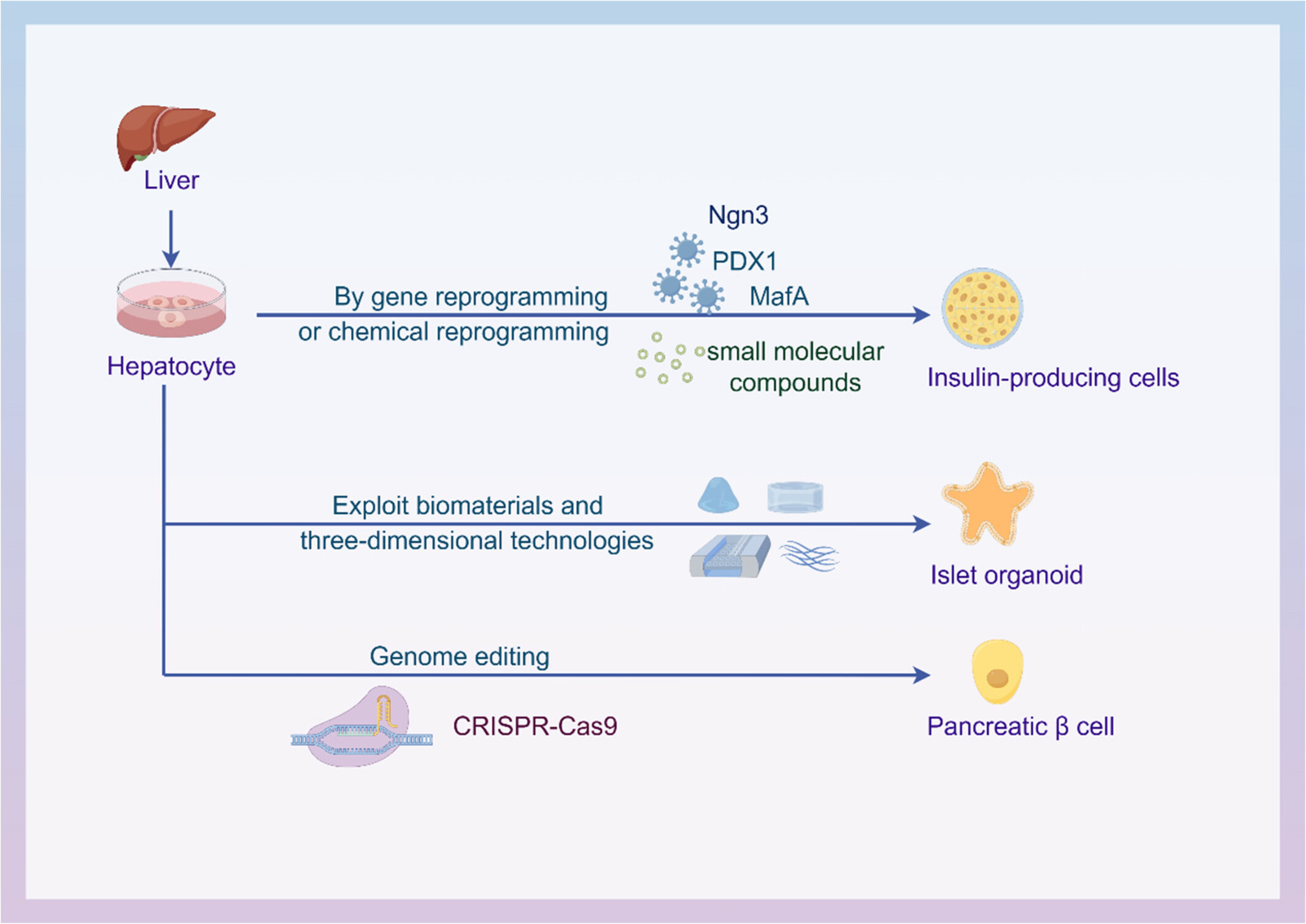 Traditional and emerging strategies using hepatocytes for pancreatic regenerative medicine
