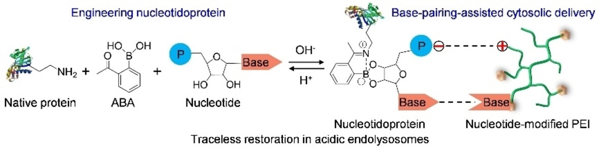 Engineering Nucleotidoproteins for Base-Pairing-Assisted Cytosolic Delivery and Genome Editing