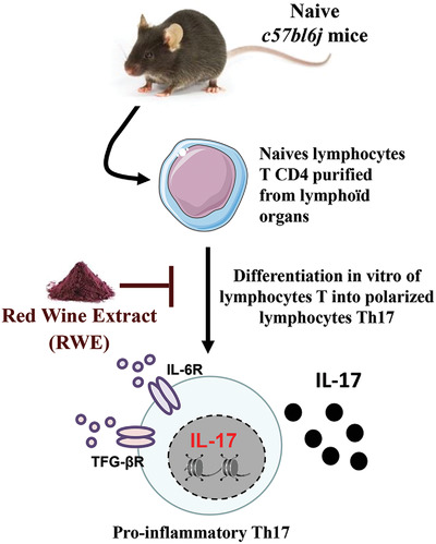 Red Wine Extract Disrupts Th17 Lymphocyte Differentiation in a Colorectal Cancer Context