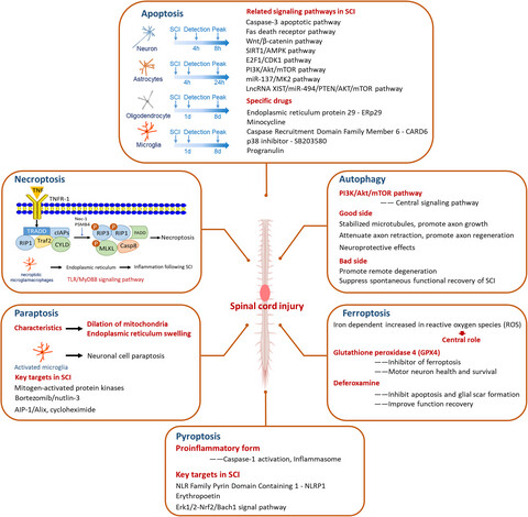 Programmed cell death in spinal cord injury pathogenesis and therapy