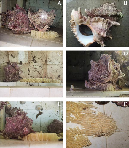 Details are in the caption following the image Details are in the caption following the image