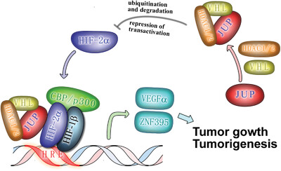 Junction plakoglobin regulates and destabilizes HIF2α to inhibit tumorigenesis of renal cell carcinoma