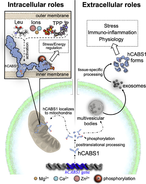 Structural and posttranslational analysis of human calcium-binding protein, spermatid-associated 1