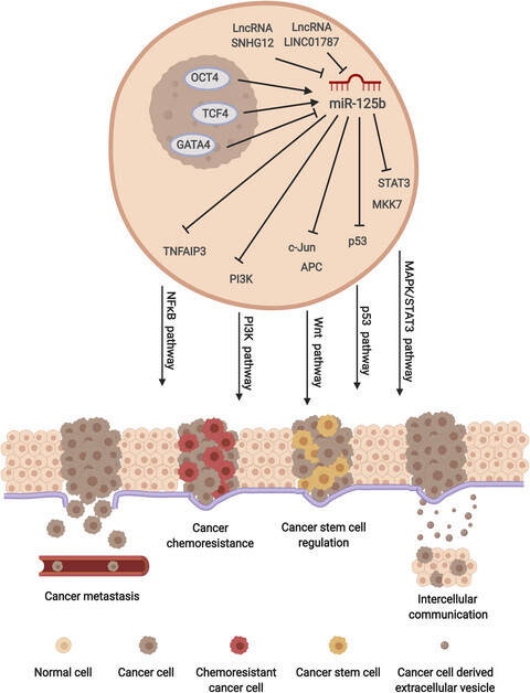 Essential functions of miR-125b in cancer