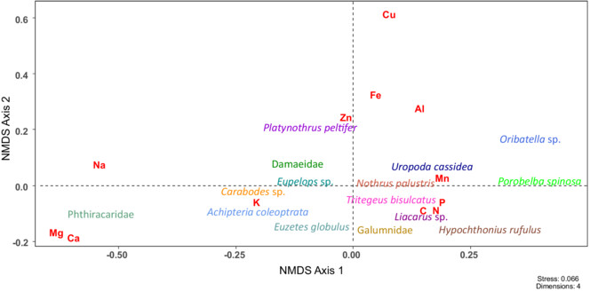 Opening up new niche dimensions: The stoichiometry of soil microarthropods in European beech and Norway spruce forests