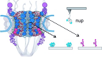 Single-Molecule Analysis of the Recognition Forces Underlying Nucleo-Cytoplasmic Transport