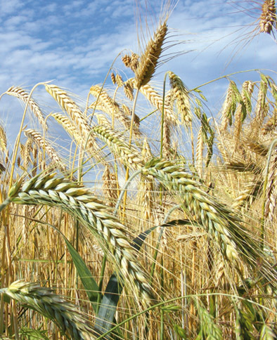 Landwirtschaft für die Hungerbekämpfung