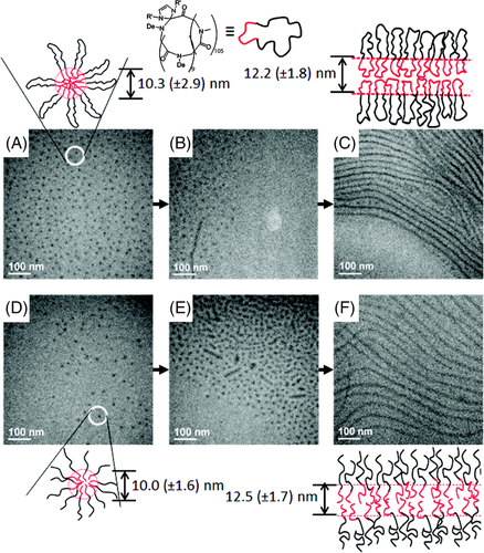 Details are in the caption following the image Details are in the caption following the image