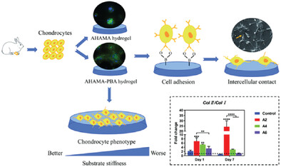Bioactive Phenylboronic Acid-Functionalized Hyaluronic Acid Hydrogels Induce Chondro-Aggregates and Promote Chondrocyte Phenotype