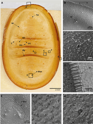 Details are in the caption following the image Details are in the caption following the image