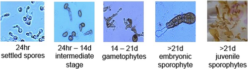 Details are in the caption following the image