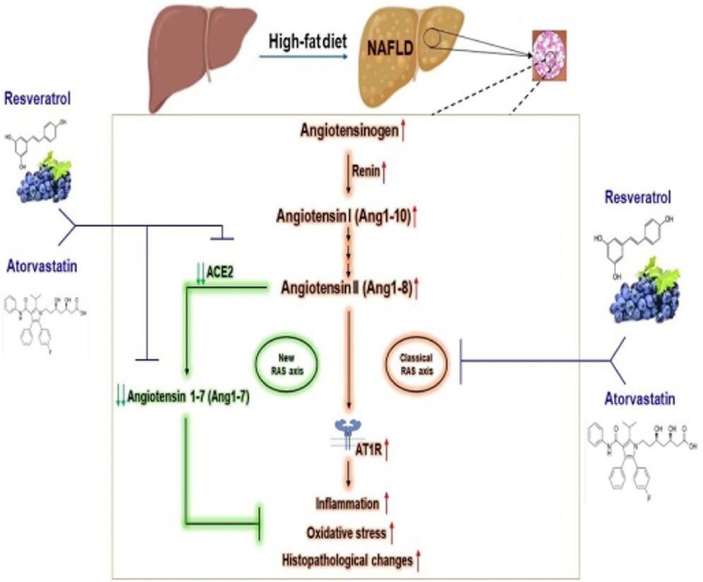 Resveratrol Relieves Hepatic Steatosis and Enhances the Effects of Atorvastatin in a Mouse Model of NAFLD by Regulating the Renin-Angiotensin System, Oxidative Stress, and Inflammation