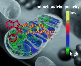 Ratiometric Fluorescence Imaging of Cellular Polarity: Decrease in Mitochondrial Polarity in Cancer Cells