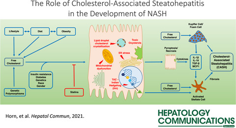 Role of Cholesterol-Associated Steatohepatitis in the Development of NASH