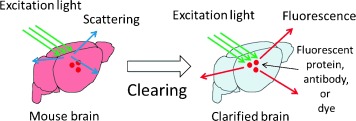 Tissue Clearing for Optical Anatomy