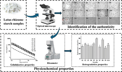 Research on Authenticity Identification and Physicochemical Properties of Various Commercially Available Lotus Rhizome Starch