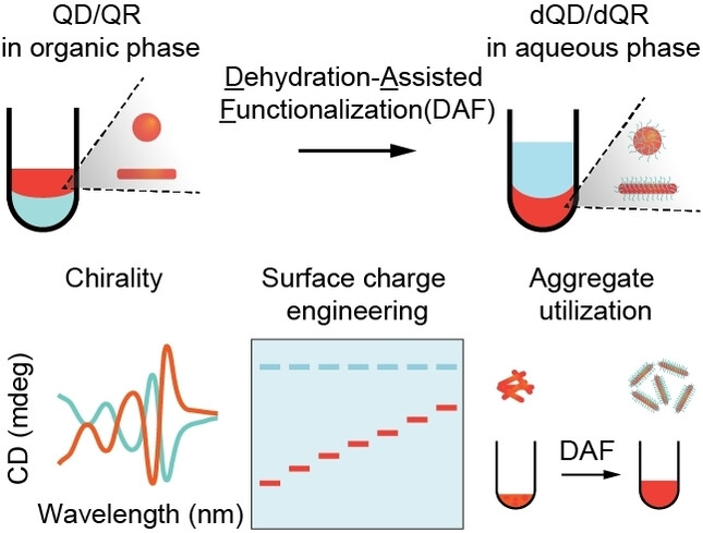 Versatile Dehydration-Assisted Functionalization of Quantum Dots and Rods