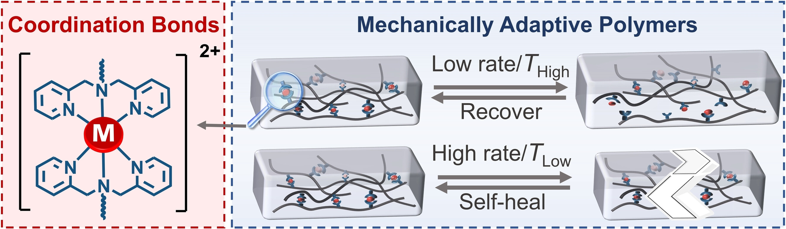 Mechanically Adaptive Polymers Constructed from Dynamic Coordination Equilibria