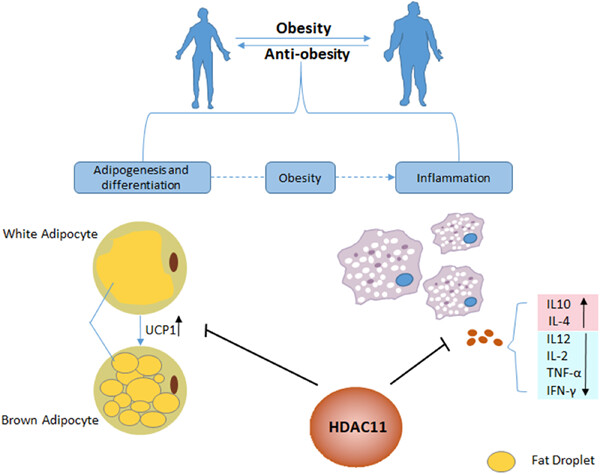 The role of HDAC11 in obesity-related metabolic disorders: A critical review