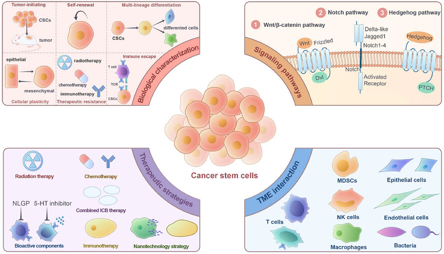 Cancer stem cells: Bridging microenvironmental interactions and clinical therapy