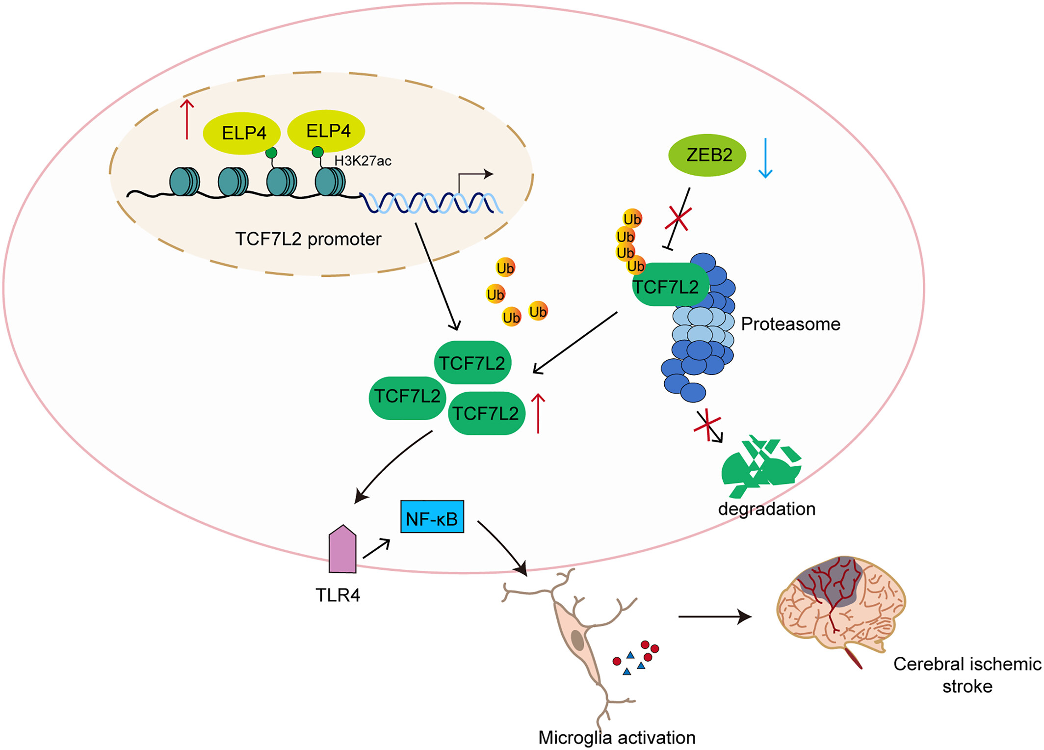 The opposite effect of ELP4 and ZEB2 on TCF7L2-mediated microglia polarization in ischemic stroke