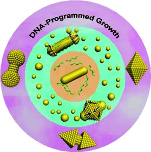 DNA-Encoded Tuning of Geometric and Plasmonic Properties of Nanoparticles Growing from Gold Nanorod Seeds