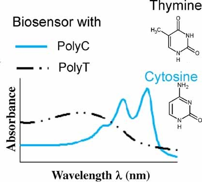 Impact of DNA Sequence and Oligonucleotide Length on a Polythiophene-Based Fluorescent DNA Biosensor