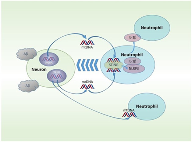Inhibiting mtDNA-STING-NLRP3/IL-1β axis-mediated neutrophil infiltration protects neurons in Alzheimer's disease